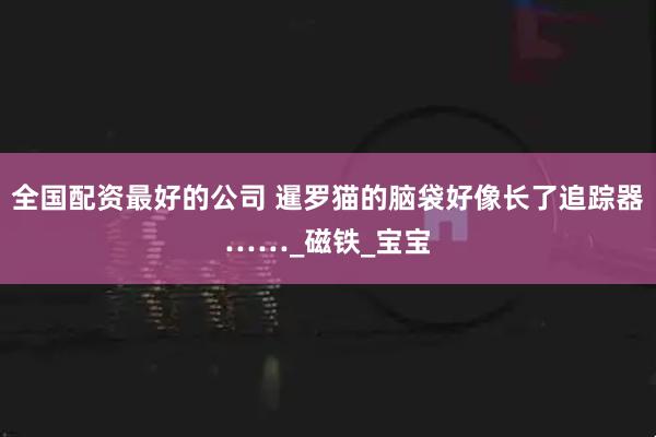 全国配资最好的公司 暹罗猫的脑袋好像长了追踪器……_磁铁_宝宝